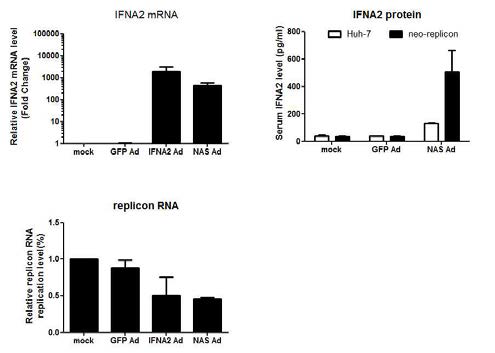 Transgene expression and HCV inhibition by Ad-NAS-Rib362-IFNA2