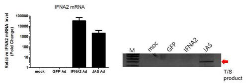 T/S reaction in cells by Ad-JAS-Rib362-IFNA2