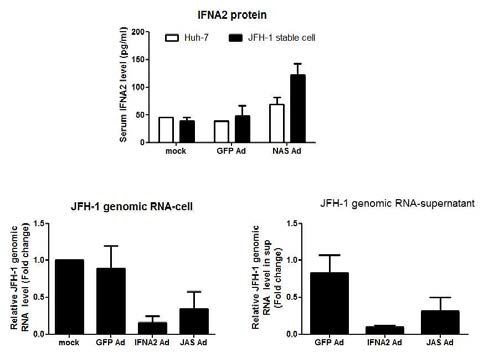 Transgene expression and HCV inhibition by Ad-JAS-Rib362-IFNA2