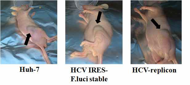 Generation of mouse xenograft model using Huh-7, HCV IRES-F.luci stable, HCV-replicon cells.