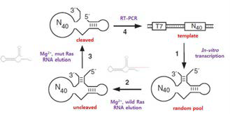 Designed selection scheme to select mut Ras-specific RNA aptamer-controlled ribozyme