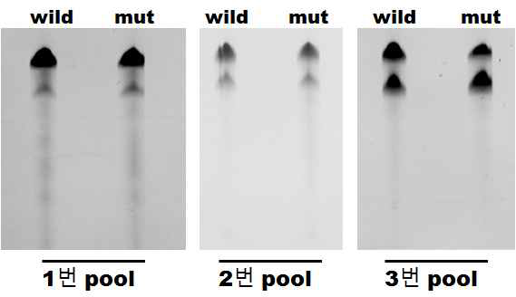 In vitro cleavage assay with selected RNA aptamer-controlled ribozyme pool