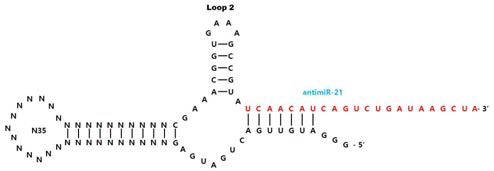 Mut Ras Aptamer-controlled ribozyme library