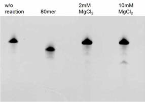 In vitro cleavage assay with library w/o any protein