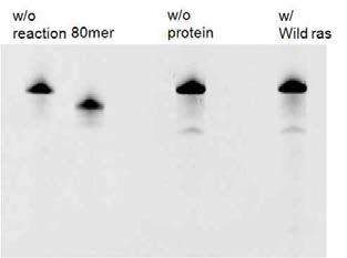 In vitro cleavage assay with w/o ras protein