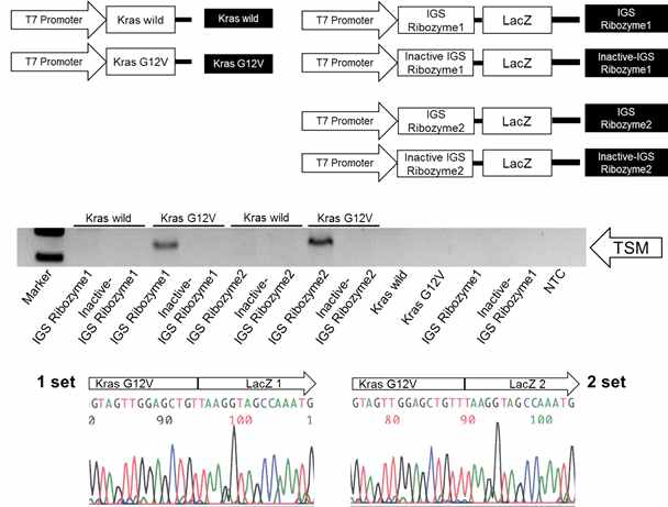 Construction of Kras G12V targeting ribozyme and trans-splicing reaction by the ribozymes.