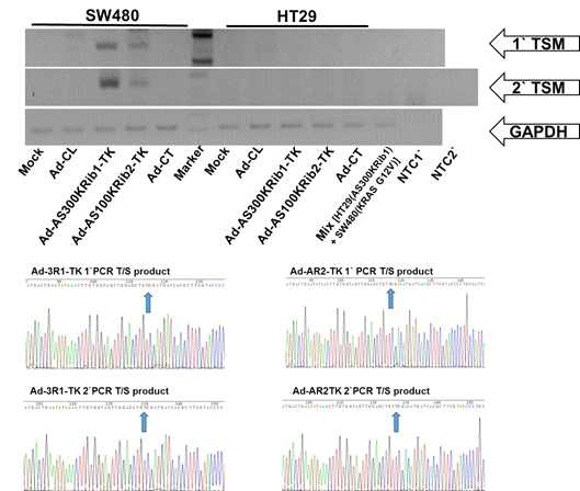 Trans-splicing molecule by Ad-Kras G12V targeting ribozymes.