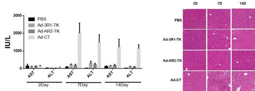 low hapatotoxicity and tissue damage after intravenous administration of Ad-ribozyme in non-tumor bearing mice