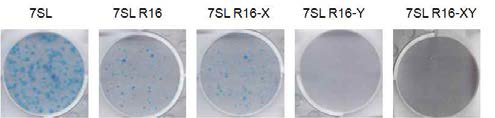 Colony forming assay with pc7SL-NS5B minimized RNA aptamer