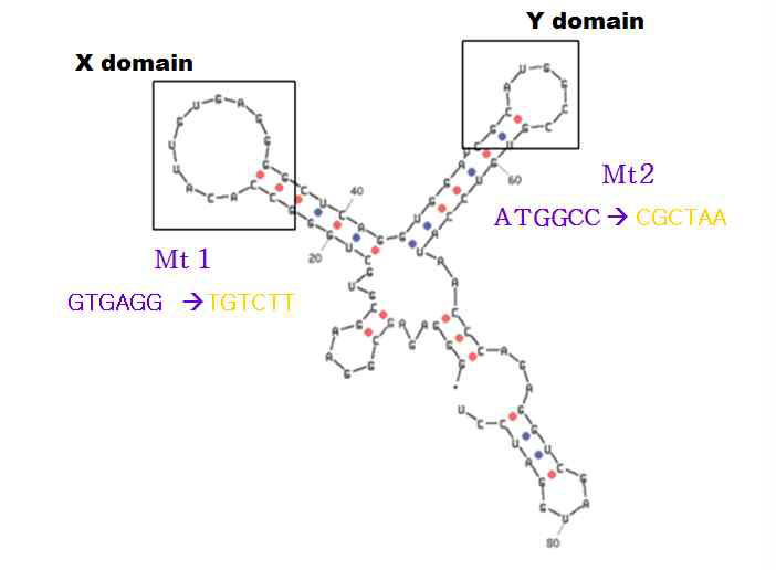 Mutation analysis of NS5B RNA aptamer