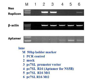 HCV-replicon replication level in NS5B RNA mutant stable cells