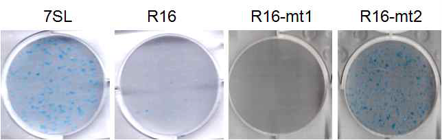 Colony forming assay with pc7SL-NS5B mutant RNA aptamer