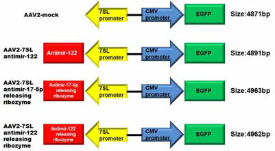 Scheme of AAV encoding anti-mir122 releasing aptamer-controlled ribozyme