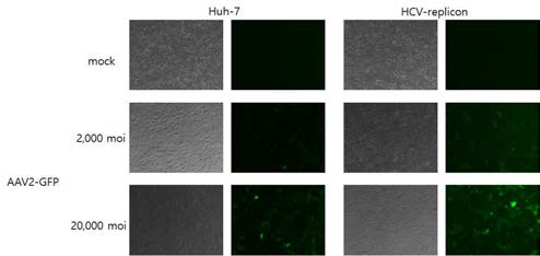 Transduction of recombinant AAV2-GFP into Huh-7 and HCV-replicon cell