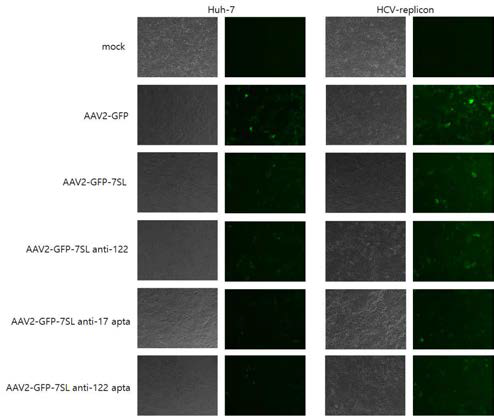 Transduction of recombinant AAV2 into Huh-7 and HCV-replicon cells