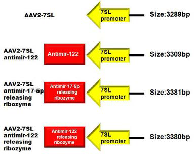 Scheme of CMV-EGFP deleted AAV encoding anti-mir122 releasing aptamer-controlled ribozyme