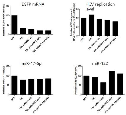 Transduction of recombinant AAV2 into HCV-replicon cells and its effects to HCV replication and cognate miRNA level