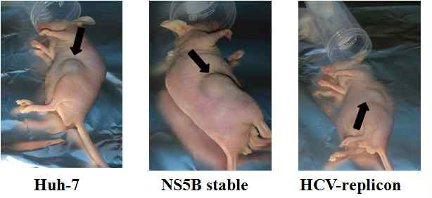 Generation of mouse xenograft model using Huh-7, HCV IRES-F.luci stable, HCV-replicon cells.