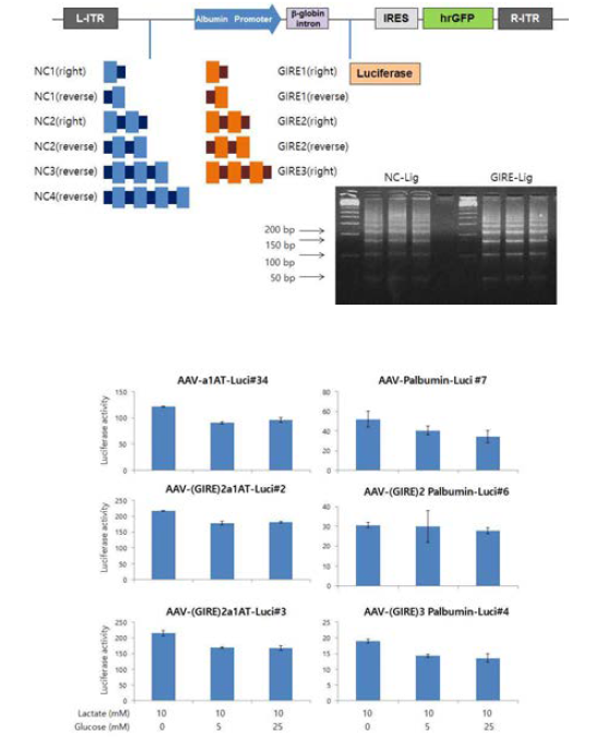 Construction of AAV-Palbumin-Luci containing GIRE(n) and NC(n) and confirmation of vector response by Glucose in Hepa1-6