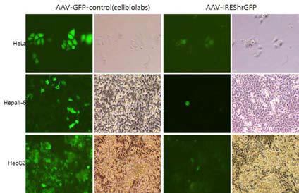 Transduction of AAV virus in HeLa, HePa1-6 and HepG2