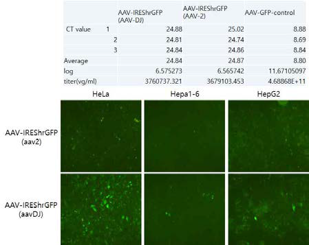Production and Transduction of AAV2/AAVDJ virus in HeLa, HePa1-6 and HepG2