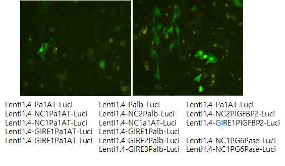 Transduction of GIRE-Liver specific Lenti vector for 7 days in normal hepatocyte.