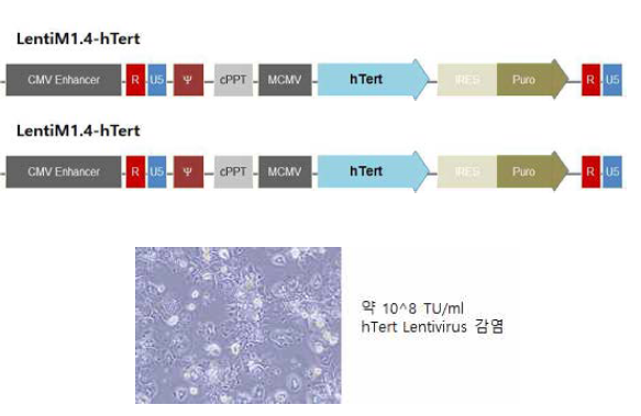 Immortalization trial of mouse normal hepatocyte by hTert
