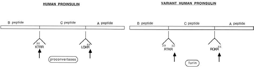 Processing of proinsulin in endocrine b-cells and hepatocytes.