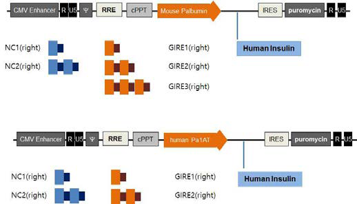 Construction of Lenti1.4-GIRE(n)Pa1ATinsulin