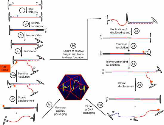 Adeno-associated virus (AAV) replication cycle and formation of dimeric inverted repeat (scAAV) genomes.