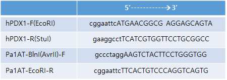 scAAV 벡터 클로닝에 사용된 프라이머