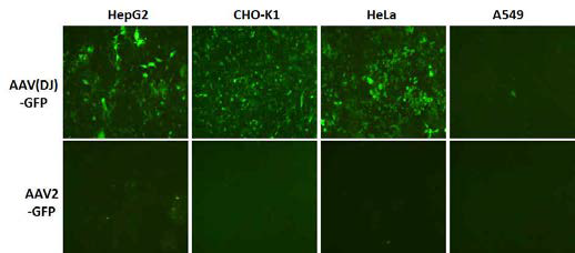 AAV-DJ와 AAV2의 감염능 비교