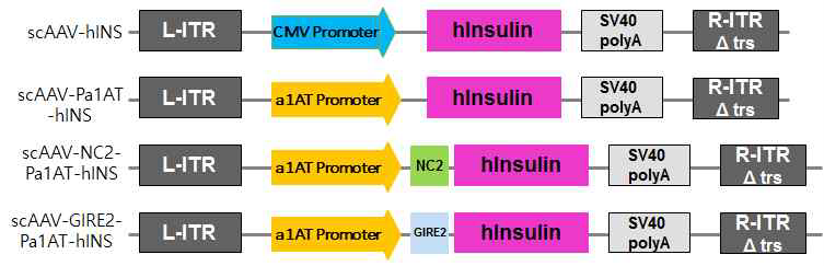간특이 scAAV 인슐린 발현 벡터 구축