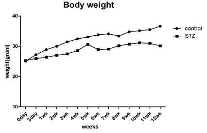 STZ 처리 후 체중 측정