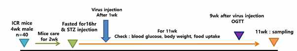 당뇨모델 마우스를 대상으로 바이러스 투여 scheme