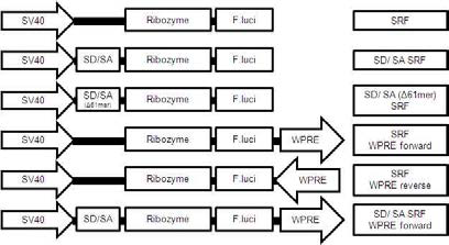 Reporter assay of modified construct