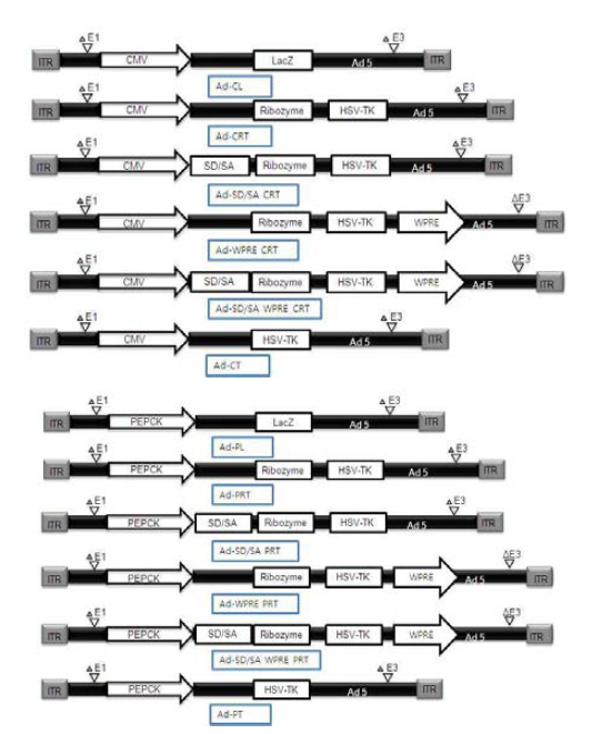 Adenoviral construc encoding modified ribozyme