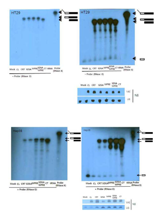 RPA of TSM in HT29 & Hep3B cells