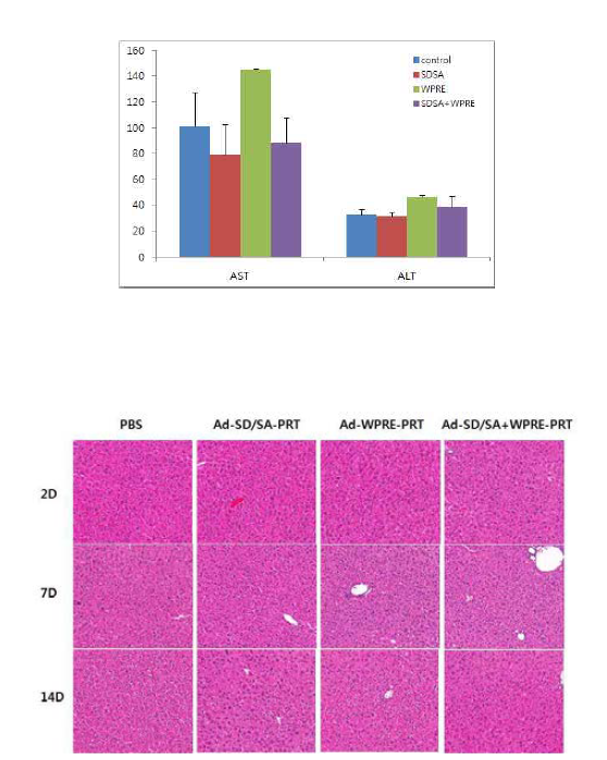 Analysis of liver toxicity in normal mice by adenoviral vector encoding modified ribozyme