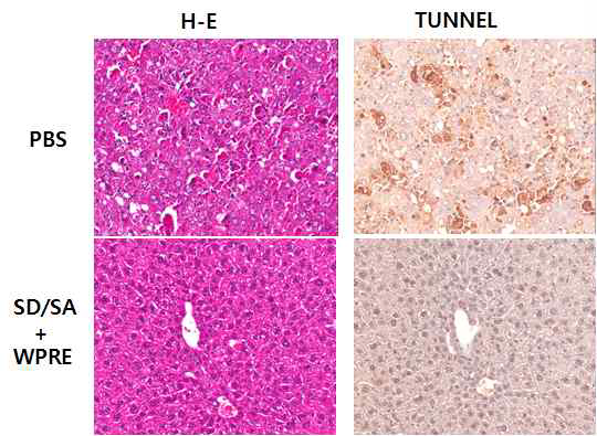 Tunnel assay by adenoviral vector encoding modified ribozyme