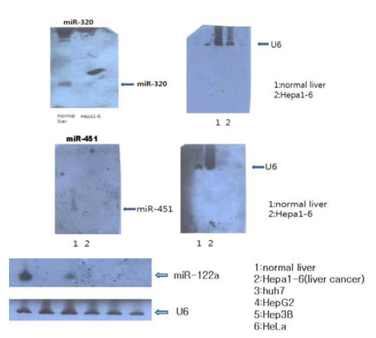 Northern analysis of microRNA