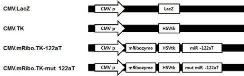 Scheme of CMV-mTERT-targeting T/S ribozyme with miR-122aT