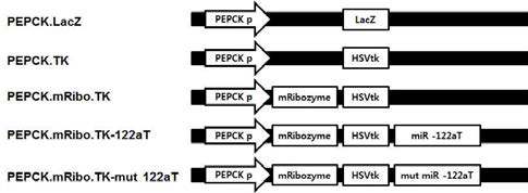 Scheme of PEPCK-mTERT-targeting T/S ribozyme with miR-122aT