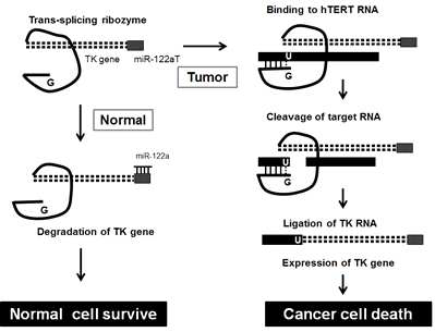 Scheme of cancer cell-specific targeting with T/S ribozyme with miR-122aT