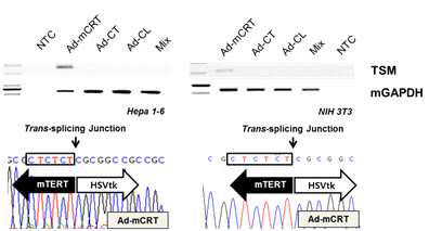 Specific and accurate T/S reaction with T/S ribozyme with miR-122aT