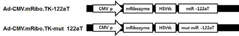 Adenoviral vector encoding CMV-T/S ribozyme with miR-122aT