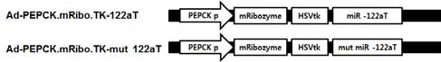 Adenoviral vector encoding PEPCK-T/S ribozyme with miR-122aT