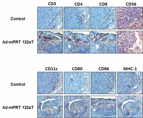 Induction of systemic anti-tumor immunity by treatment with Ad-mPRT-122aT and GCV.