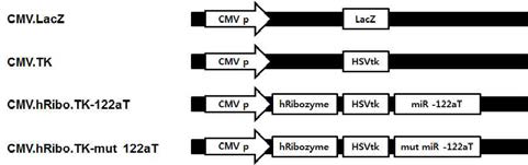 Scheme of CMV-hTERT-targeting T/S ribozyme with miR-122aT