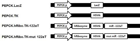 Scheme of PEPCK-hTERT-targeting T/S ribozyme with miR-122aT